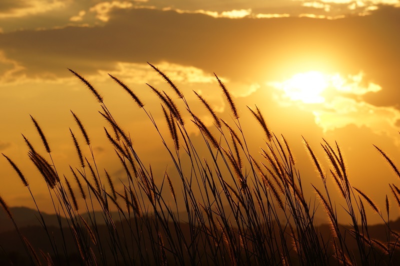 flowers / warmer flowers