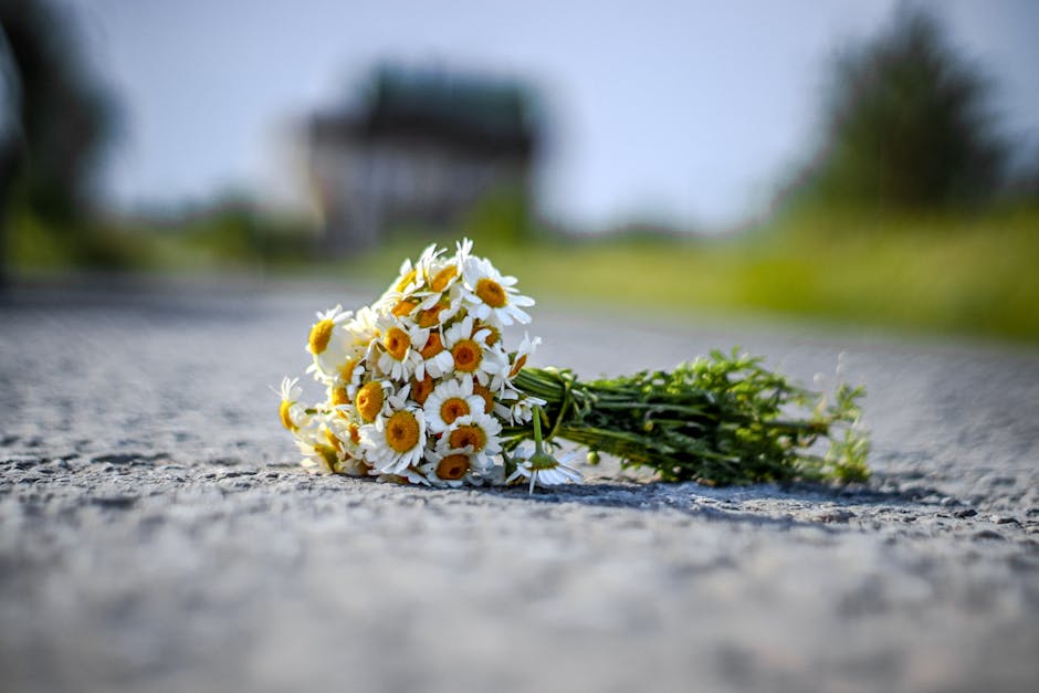 A bouquet of freshly cut daisies with white petals and yellow centers, arranged in a loose cluster and lying on a rough asphalt road surface. The flowers are attached to green stems and leaves, with s